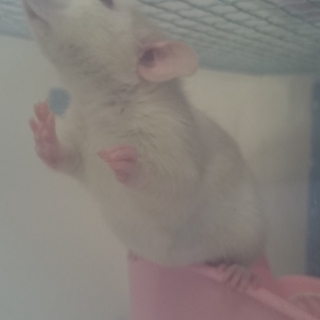 生後1ヶ月以内☆ダンボラット 決まりました