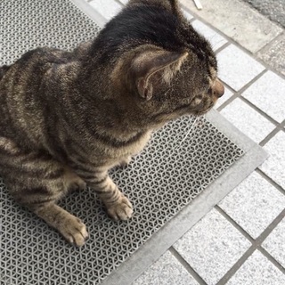 野良猫ちゃんの里親募集です！