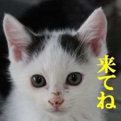 リトルパウエイド猫の譲渡会IN桑名市 サムネイル2