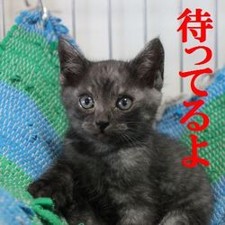 リトルパウエイド猫の譲渡会IN桑名市 サムネイル3