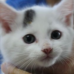 リトルパウエイド猫の譲渡会IN桑名市