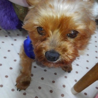 お散歩大好きヨークシャテリア里親募集中