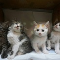 4匹とも里親様決定しました(o^∀^o)