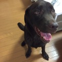 里親さん募集ですm(_ _)m