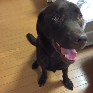 里親さん募集ですm(_ _)m