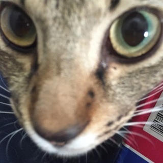 人懐っこい鯖虎ちゃん。