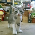 2016年3月生まれの猫ちゃんの家族募集！