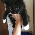 ふわふわ☆黒猫子猫