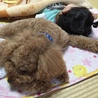 仲良くお昼寝
