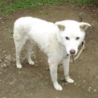 ２０１６－０５－０００４　中型オス