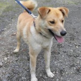 ２０１６－０４－０００３　　中型オス