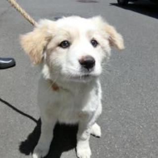 福島県石川町　2016060002 　中型メス