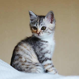 パステル三毛女の子☆