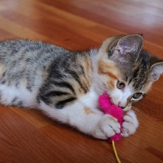 縞三毛☆募集一時停止