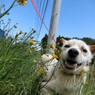 田村市　2016030007 　中型　オス