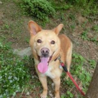 福島県小野町　2016020001 　　　中型オス