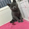ブリティッシュショートヘア子猫