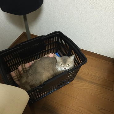 お腹がゆるいので即席ベッド作りました。