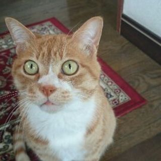 おとなしい猫です!!よろしくお願いします!!