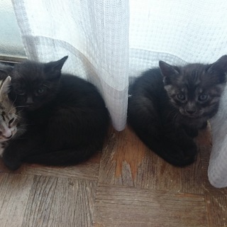 子猫の里親が無事に決定しました。