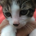 仔猫の里親様募集