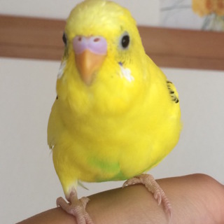 温かい里親さまに無事、お迎えられました！