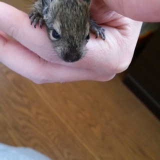 ノーマルデグーベビー