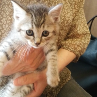 子猫の里親募集