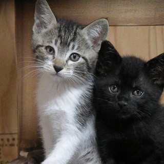 生後７週　元気な子猫