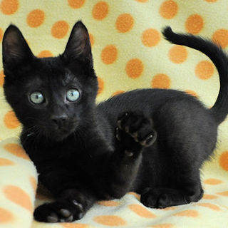 青首輪な黒い男★秋斗