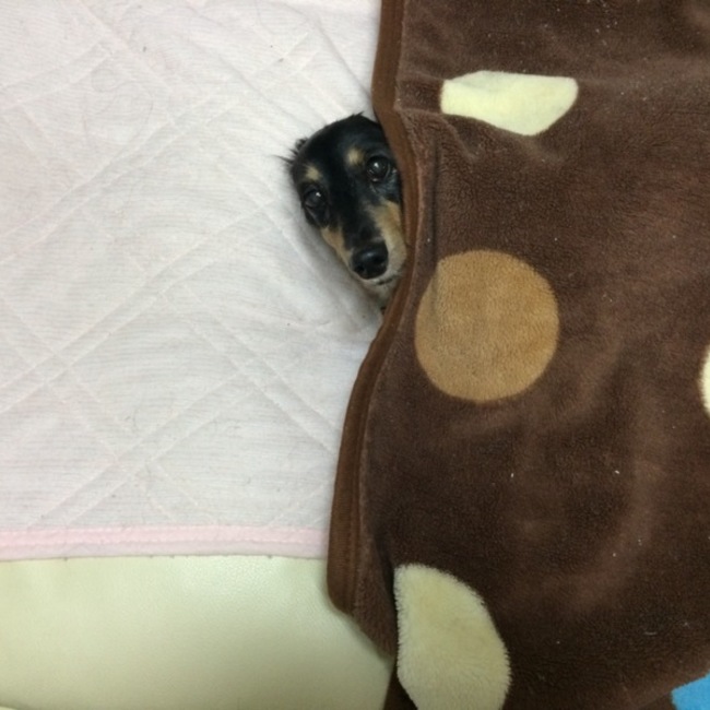 のんなおのカバー写真