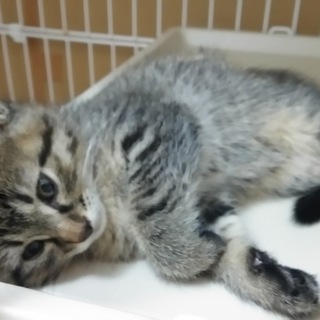 性格花マルの肩乗り仔猫