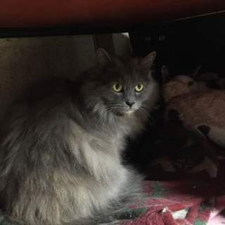 長毛の綺麗な大人しい女の子