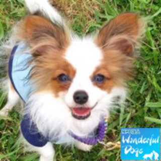 「lente(レンテ）」♂