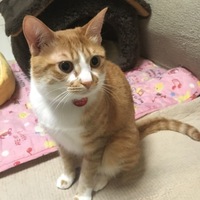 とまと