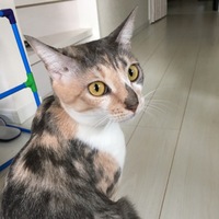 こむぎ