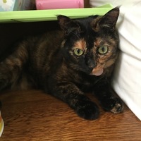 わさび