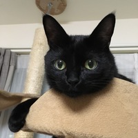 まぐろ