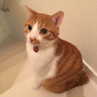 がんも