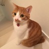 がんも