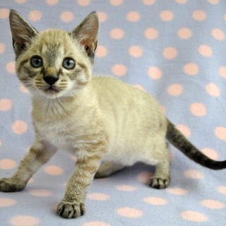 シャムミックス★つかさ君