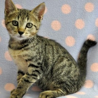 心の広い子猫★たかし君