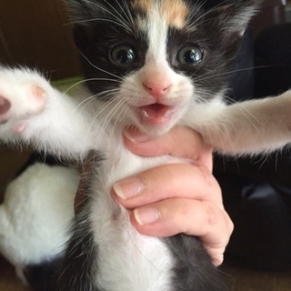 三毛猫姉妹☆らぱんちゃん