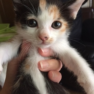 三毛猫姉妹☆もこちゃん