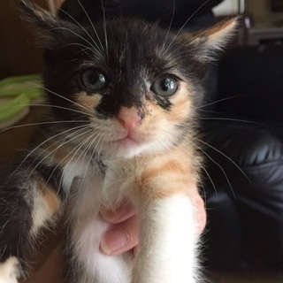 三毛猫姉妹☆すてらちゃん