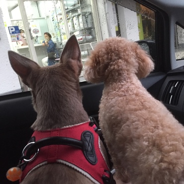 チャチャとティアラ！！