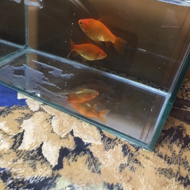 お祭りの金魚すくいで取った金魚たち♪大きくなってきたー