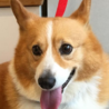 コーギーのハム　性格花丸です サムネイル2