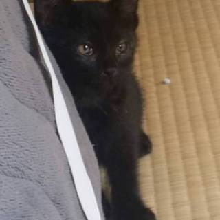 元気なクロネコ