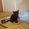 元気なクロネコ サムネイル5